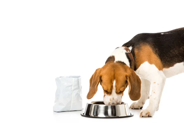 Beagle manger nourriture pour chien isolé sur blanc — Photo de stock