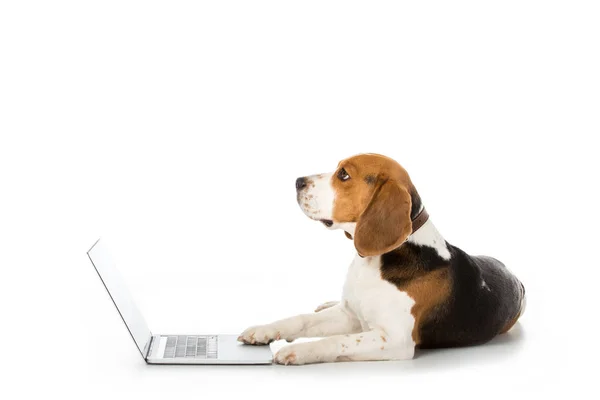 Side view of adorable beagle dog with laptop isolated on white — Stock Photo