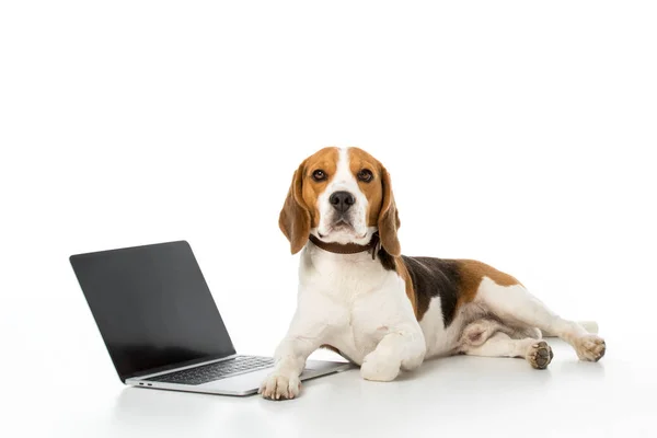 Adorabile cane beagle con laptop con schermo bianco isolato su bianco — Foto stock