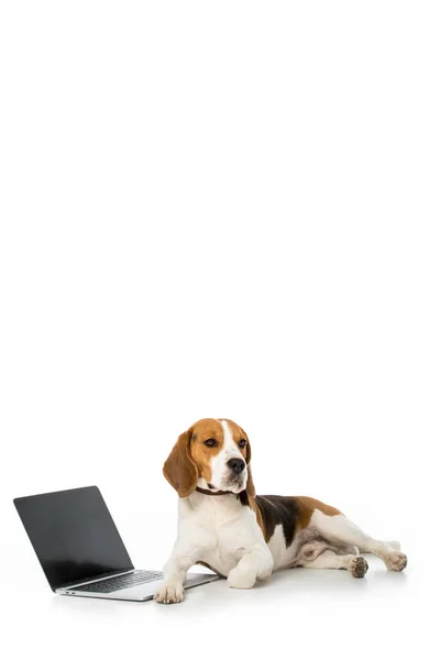 Очаровательный пёс с ноутбуком с чистым экраном, изолированным на белом — стоковое фото