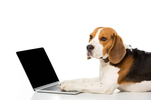 Вид збоку чарівного бігль собаки з ноутбуком з порожнім екраном ізольовані на білому — стокове фото