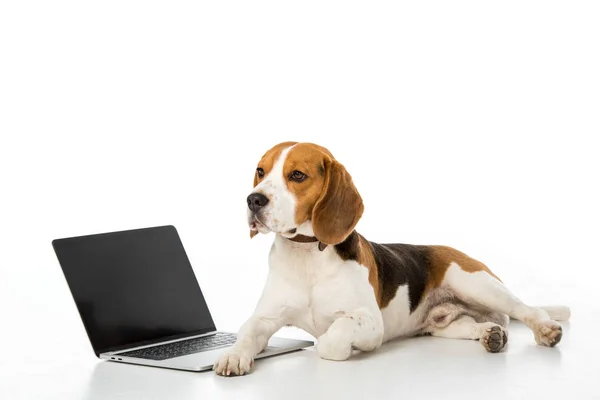 Cute beagle dog with laptop with blank screen isolated on white — Stock Photo
