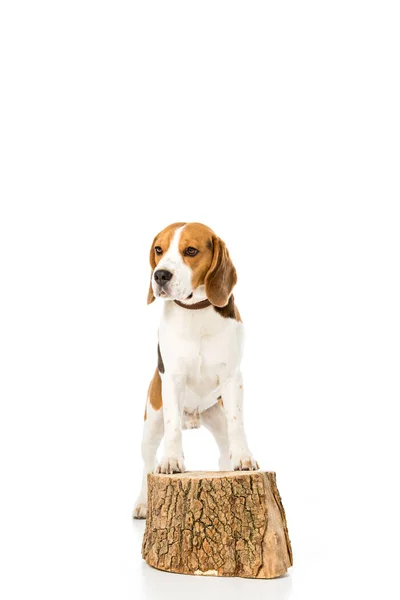Beagle dog in collar standing on wooden stump isolated on white — Stock Photo