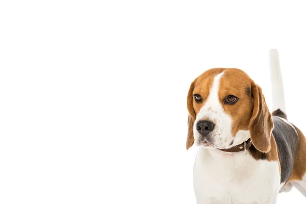 Bonito beagle cão no colar olhando para longe isolado no branco — Fotografia de Stock