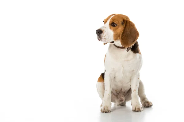 Niedlicher Beagle-Hund im Halsband schaut isoliert auf weißem Grund weg — Stockfoto