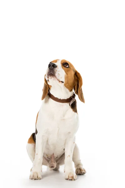 Carino cane beagle in collare guardando lontano isolato su bianco — Foto stock