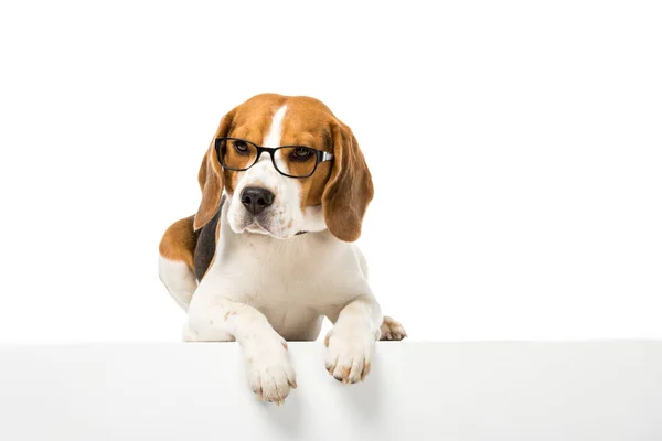 Чарівний бігль-собака в окулярах ізольований на білому — стокове фото