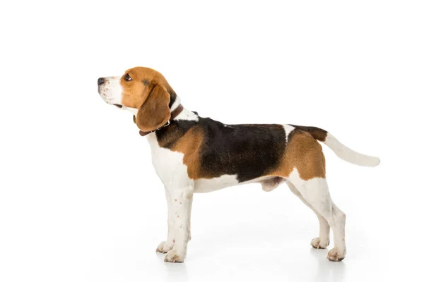 Side view of cute beagle dog in collar isolated on white — Stock Photo