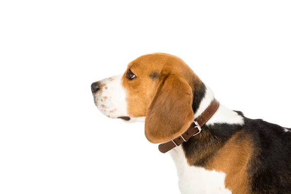 Vista laterale del simpatico cane beagle in collare isolato su bianco — Foto stock