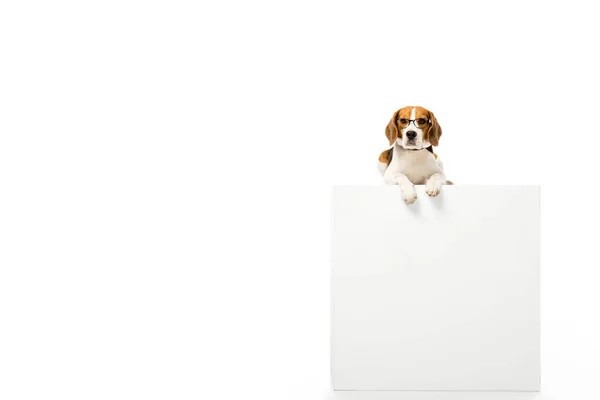 Adorable beagle dog wearing eyeglasses and lying on white cube isolated on white — Stock Photo