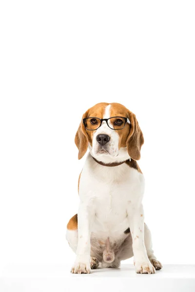 Adorabile cane beagle indossa occhiali isolati su bianco — Foto stock