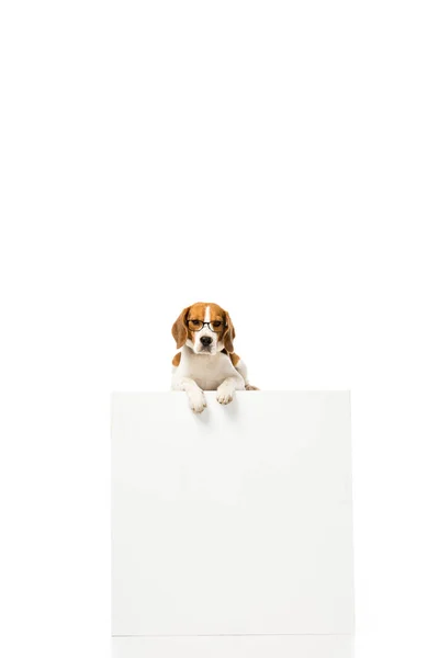 Очаровательный пёс в очках и лежит на белом кубе изолированный на белом — стоковое фото