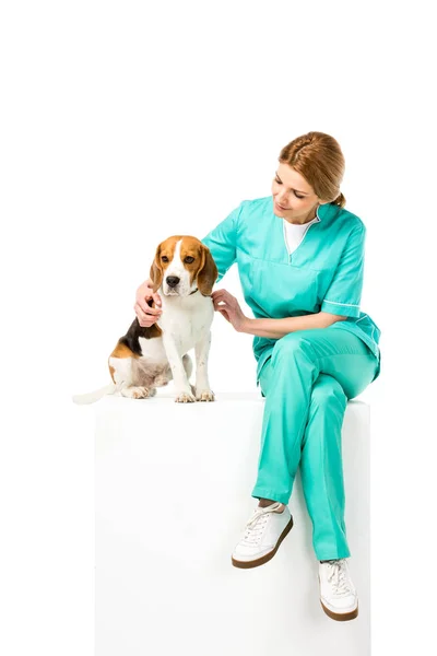 Veterinarian in uniform sitting on white cube together with beagle dog isolated on white — Stock Photo