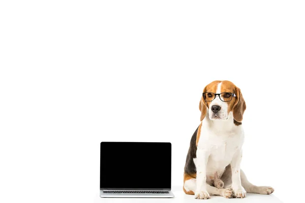 Cute beagle dog in eyeglasses with laptop with blank screen isolated on white — Stock Photo