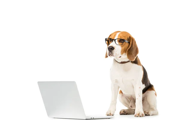 Adorable perro beagle en gafas con portátil aislado en blanco - foto de stock