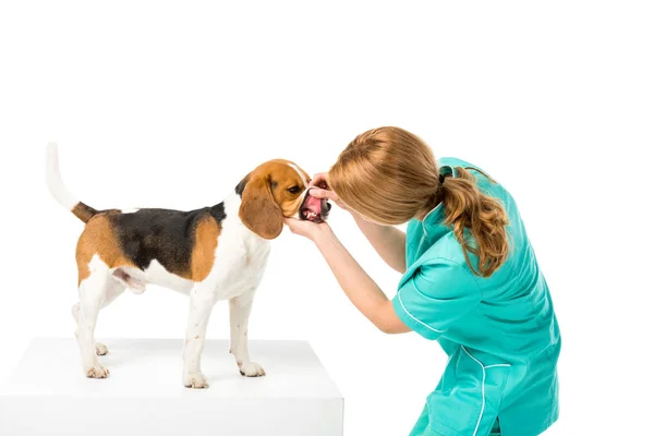 Tierarzt untersucht Zähne von Beagle-Hunden isoliert auf weiß — Stockfoto