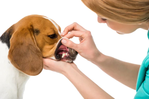Vista de cerca del veterinario examinando dientes de perros beagle aislados en blanco - foto de stock
