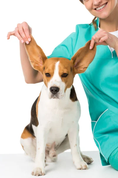 Abgeschnittene Aufnahme eines Tierarztes, der Beagle-Hunden große Ohren hält, isoliert auf weiß — Stockfoto