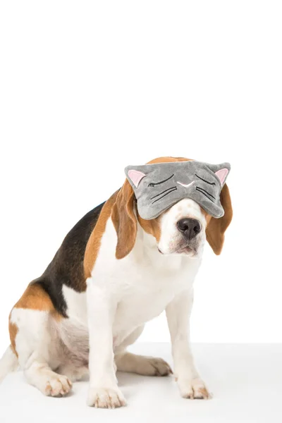 Cute beagle dog wearing sleeping mask isolated on white — Stock Photo