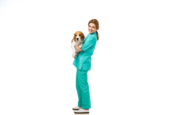 Smiling veterinarian in uniform with beagle dog in hands isolated on white — Stock Photo