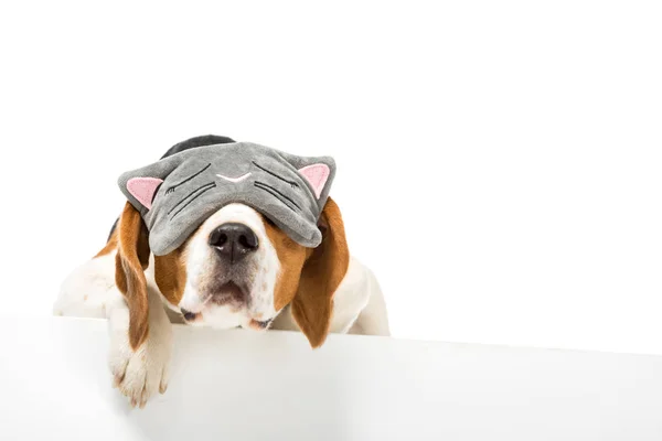 Cute beagle dog wearing sleeping mask isolated on white — Stock Photo