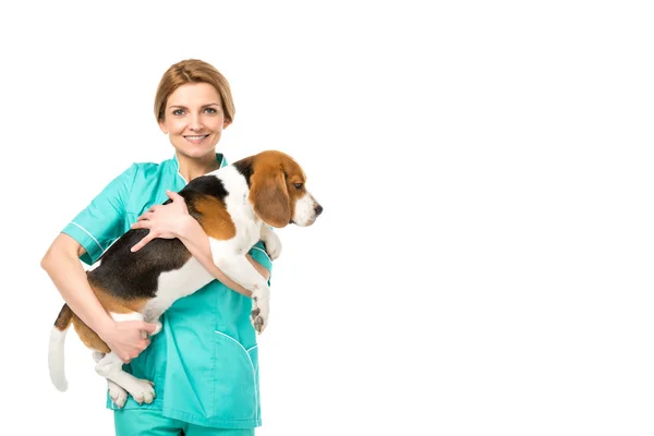 Portrait of smiling veterinarian in uniform holding beagle dog isolated on white — Stock Photo