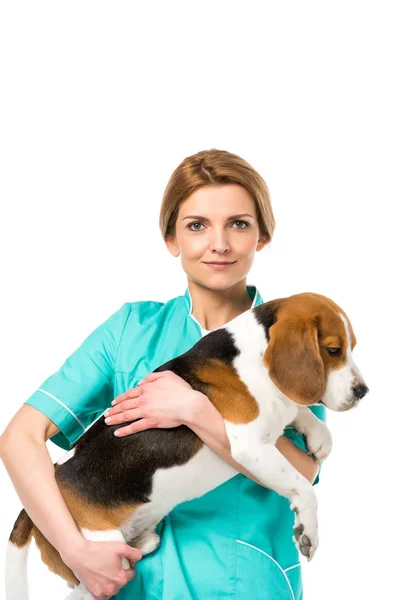 Retrato de veterinário em cão beagle exploração uniforme isolado em branco — Fotografia de Stock