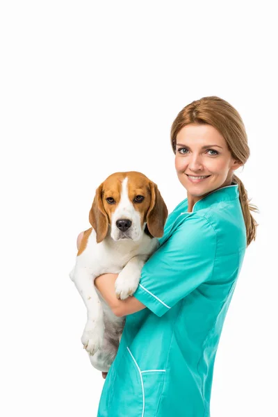 Вид збоку усміхненого ветеринара в уніформі, що тримає милий бігль собаку ізольовано на білому — стокове фото
