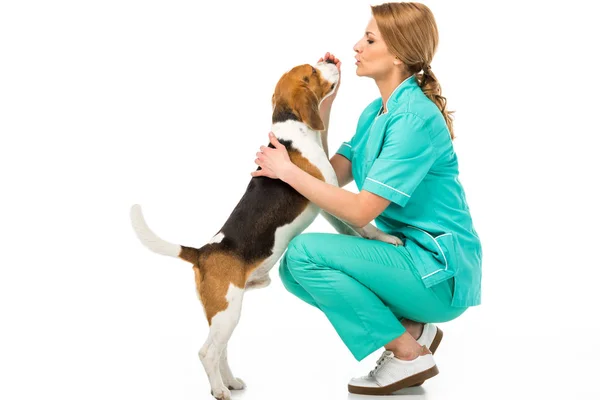 Vista lateral de veterinario en uniforme con lindo perro beagle aislado en blanco - foto de stock
