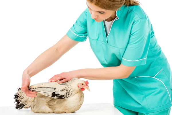 Retrato del veterinario examinando pollo aislado en blanco - foto de stock