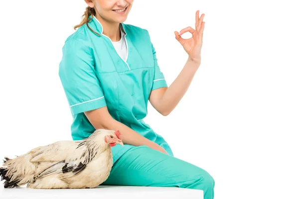 Abgeschnittene Aufnahme des lächelnden Tierarztes zeigt ok Zeichen mit Huhn in der Nähe isoliert auf weiß — Stockfoto