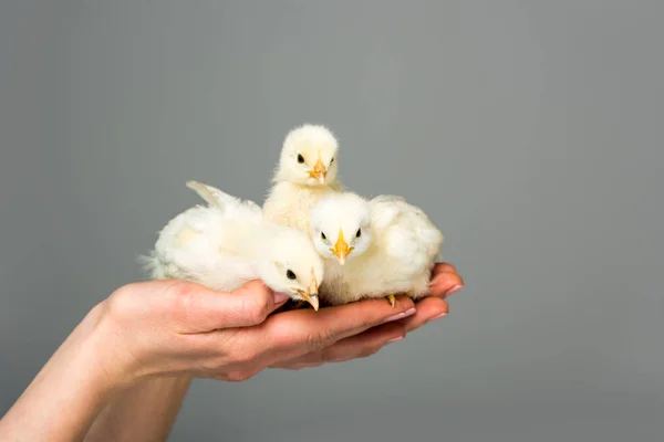 Partial view of woman holding cute little chicks in hands isolated on grey — Stock Photo