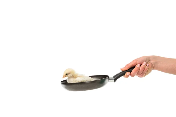 Partial view of woman holding frying pan with little chick isolated on white, animal eating protest concept — Stock Photo