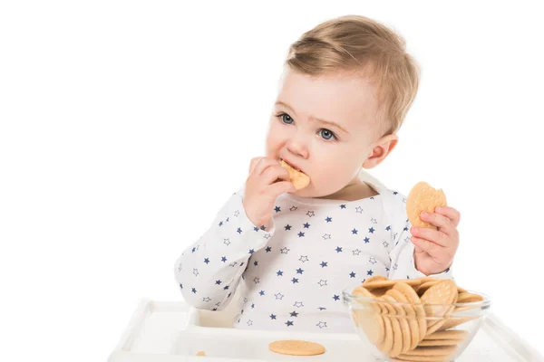 Entzückender kleiner Junge, der Kekse isst, sitzt isoliert im Hochstuhl auf weißem Hintergrund — Stockfoto