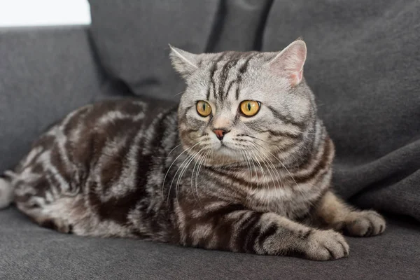 Adorable escocés recta gato sentado en acogedor gris sofá - foto de stock