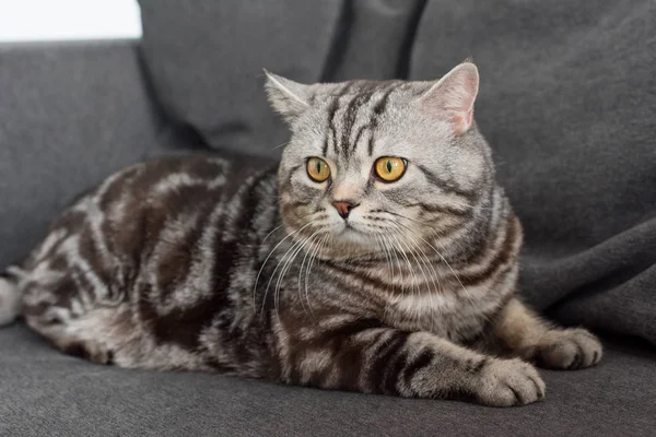 Adorable scottish straight cat sitting on cozy grey sofa — Stock Photo