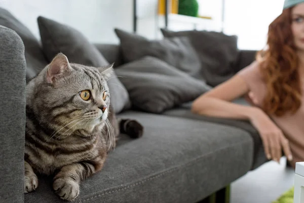 Close-up tiro de escocês em linha reta gato deitado no sofá com mulher desfocada sentado no fundo — Fotografia de Stock