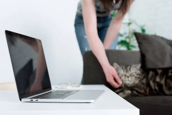 Recortado disparo de mujer acariciando escocés recta gato con portátil de pie en la mesa en primer plano - foto de stock