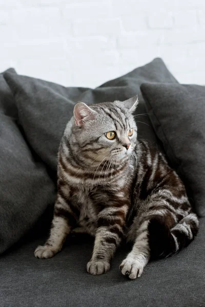 Adorable scottish straight cat sitting on cozy grey couch — Stock Photo