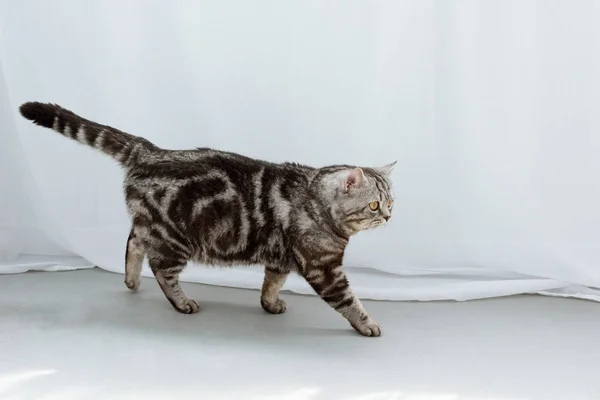 Adorable escocés recta gato caminando en suelo delante de blanco cortinas — Stock Photo