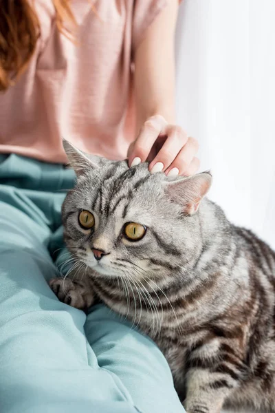 Cropped shot of woman petting scottish straight cat — Stock Photo