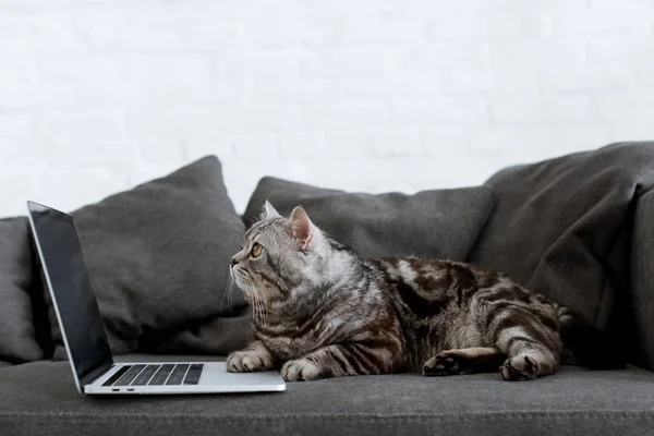 Vista lateral del gato hetero escocés con portátil en el sofá — Stock Photo