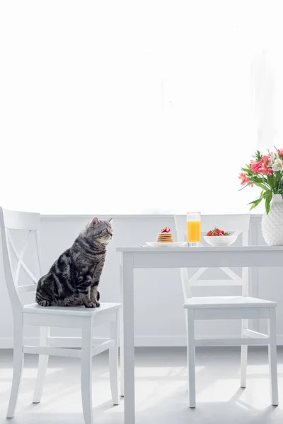 Lindo escocés recta gato sentado en silla cerca de mesa con desayuno - foto de stock