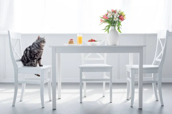 Adorable scottish straight cat sitting on chair near table with breakfast — Stock Photo