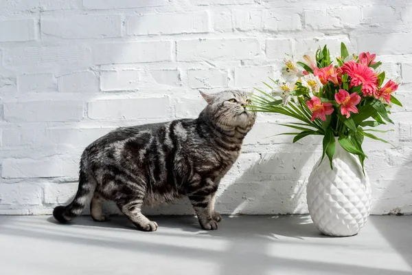 Adorable scottish straight cat sniffing beautiful bouquet in vase — Stock Photo