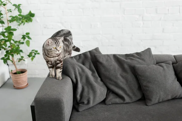 Adorable escocés recta gato en acogedor sofá en casa — Stock Photo