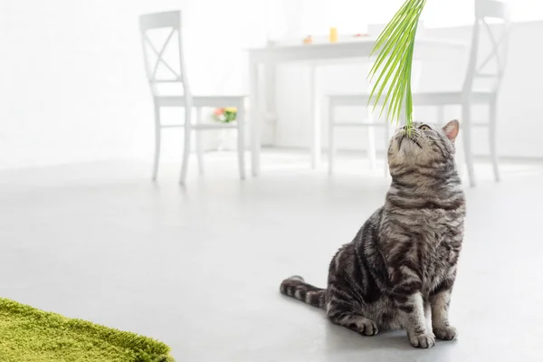 Adorable scottish straight cat sniffing palm leaves at home — Stock Photo