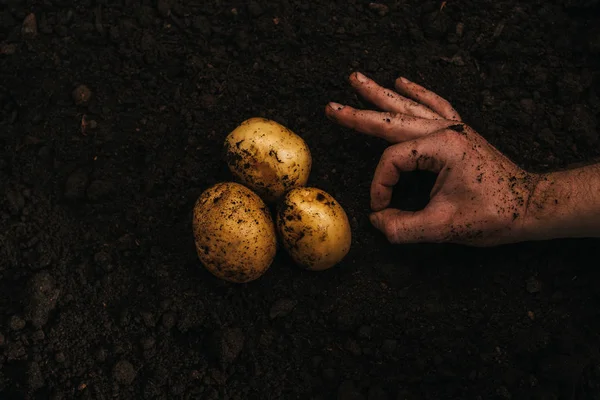 Vista recortada del agricultor que muestra signo aceptable cerca de patatas naturales maduras en el suelo - foto de stock