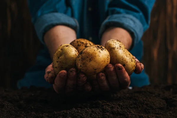 Обрезанный вид фермера, держащего грязный натуральный картофель возле земли — стоковое фото