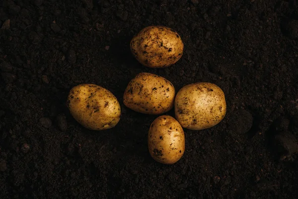 Top view of ripe natural potatoes in ground — Stock Photo
